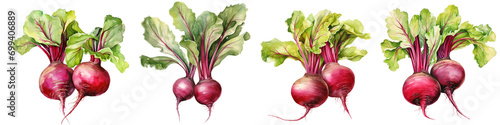 watercolor beetroot png collection