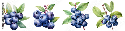 Watercolor Blueberry png collection photo