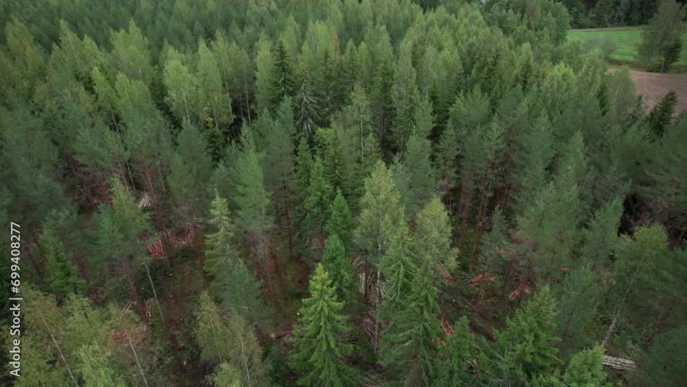 Aerial dolly forward shot of Scandinavian finnish forest and forestry machine Ponsse Scorpion harvester filmed with DJI Air 2s Aerial dolly forward shot of Scandinavian finnish forest and forestry machine Ponsse Scorpion harvester filmed with DJI Air 2s