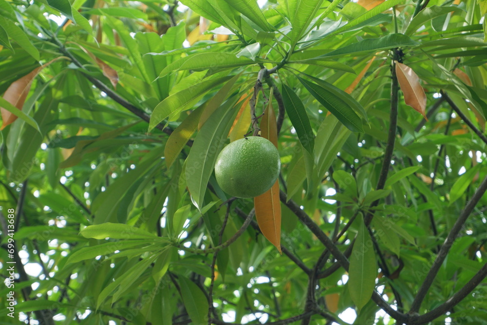 bintaro fruit or sea mango or Cerbera manghas. a fruit similar to apples and mangoes, often used to repel mice or rats bintaro fruit or sea mango or Cerbera manghas. a fruit similar to apples and mangoes, often used to repel mice or rats