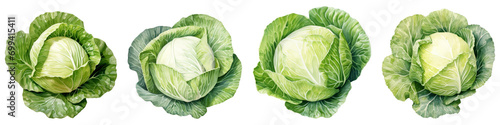 Set of cabbage, Watercolor png collection