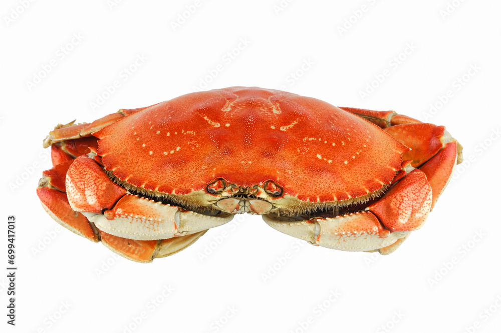 single steamed crab isolated on white background single steamed crab isolated on white background