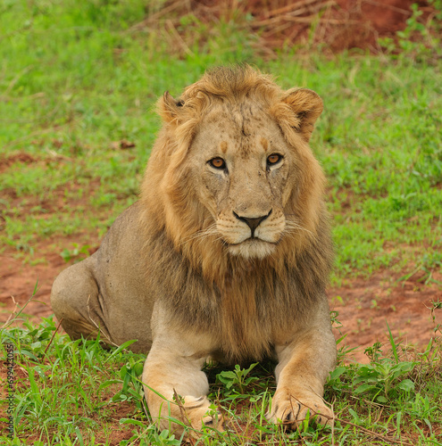 Male Lion facing the camera
