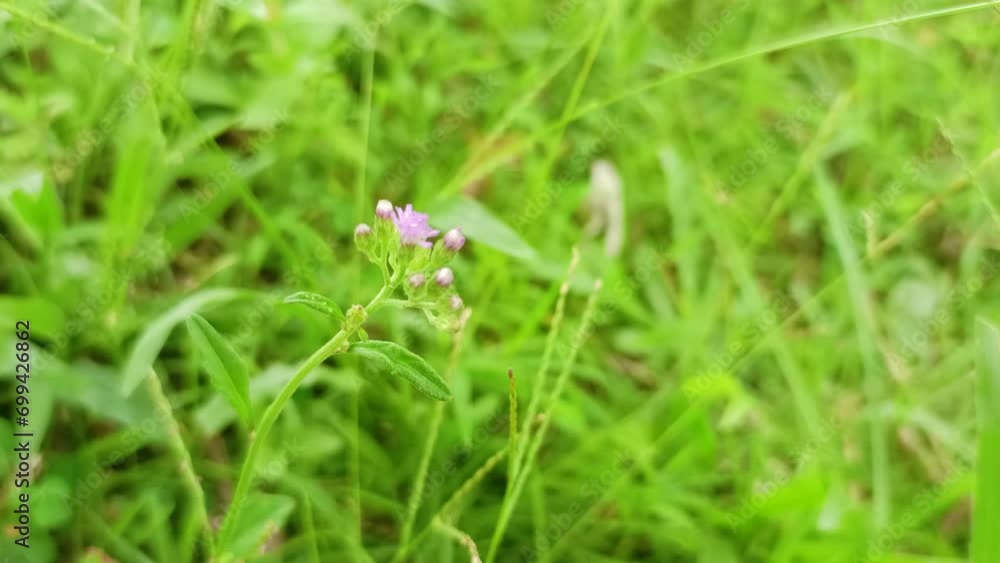 close up of small flowering grass.