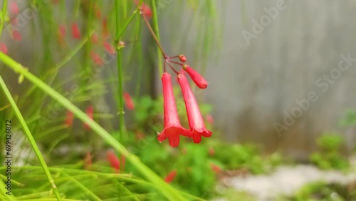 close up of russelia equisetiformis flower photo