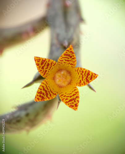 Orbea Schweinfurthii flower closeup. Selective focus of succulent house plant. photo