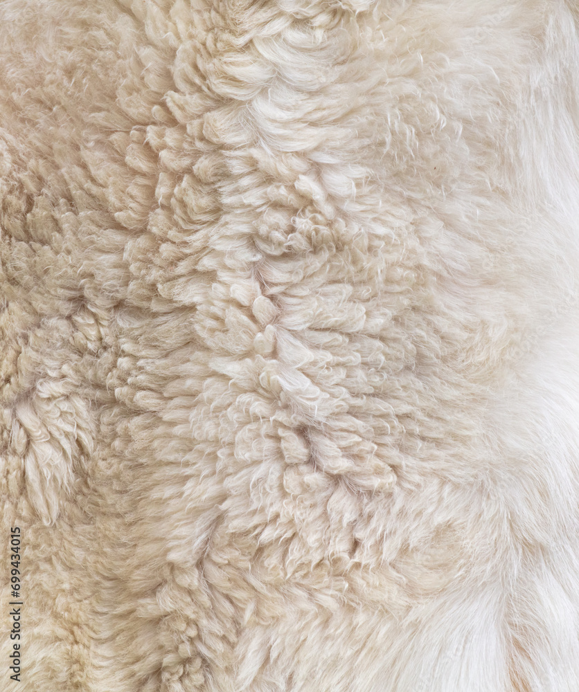 White sheep wool as an abstract background. Texture White sheep wool as an abstract background. Texture