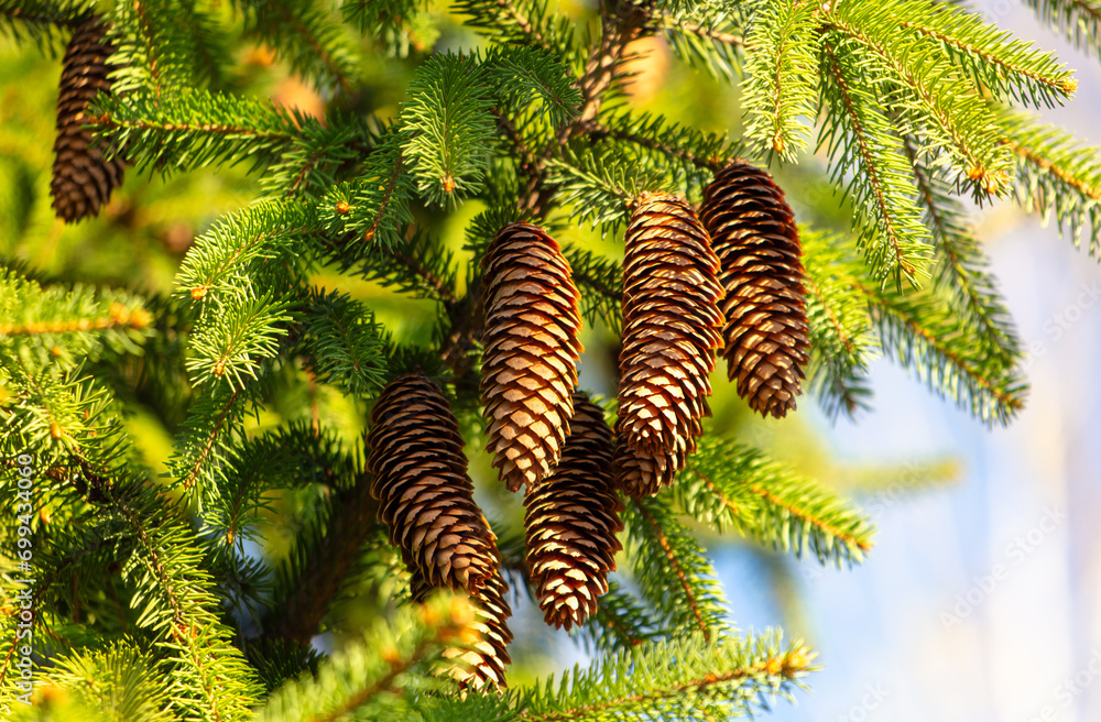 Cones hang on the branches of a green spruce