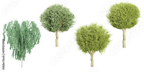 3d rendering of Cercidiphyllum japonicum Pendulum,Crataegus laevigata Paul’s Scarle trees on transparent background