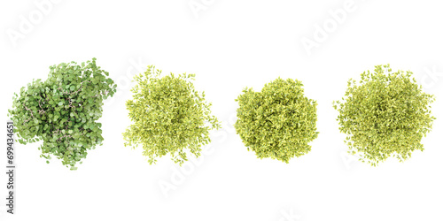 Corylus avellana,Euonymus emerald-n-gold trees collection of top view isolated on transparent background photo