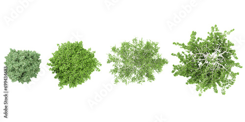 Jungle Carpinus betulus Frans Fontaine Betula pendula Youngii trees shapes cutout 3d render from the top view
