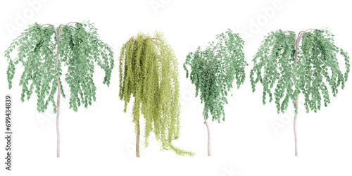 set of Cercidiphyllum japonicum Pendulum,Caragana arborescens Walker trees on transparent background, 3D rendering photo