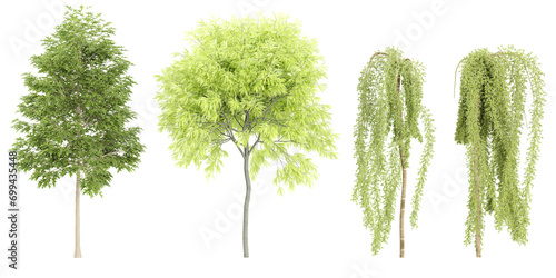Quercus palustris,Gleditsia triacanthos,Caragana arborescens Walker trees and shrubs in summer isolated on white background. Forestscape. High quality clipping mask. Forest and green foliage photo