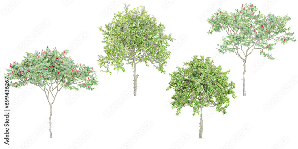 Birch,Deciduous trees isolated on white background, tropical trees isolated used for architecture Birch,Deciduous trees isolated on white background, tropical trees isolated used for architecture
