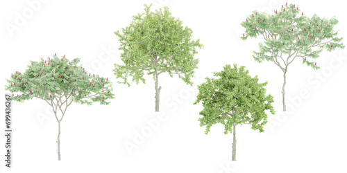 Birch Deciduous trees isolated on white background  tropical trees isolated used for architecture