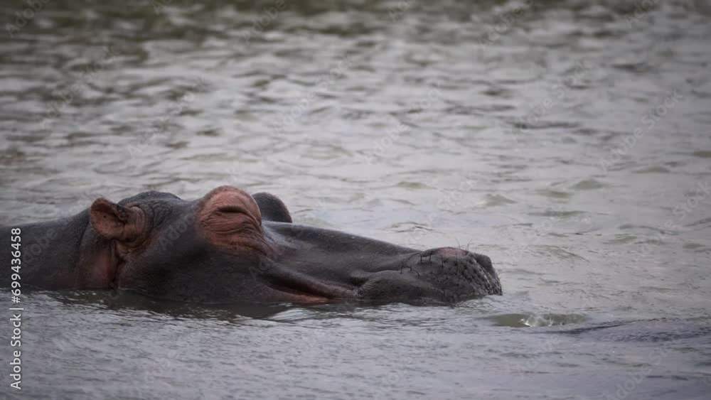 Sleepy hippo in the water opens and closes its eyes for a moment Sleepy hippo in the water opens and closes its eyes for a moment