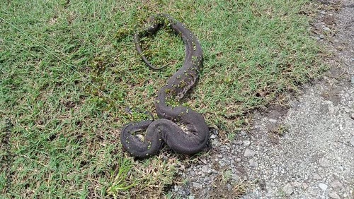 Cerberus spp, also known as the New Guinea bockadam, South Asian bockadam, bockadam snake, or dog-faced water snake close up. photo taken in malaysia photo