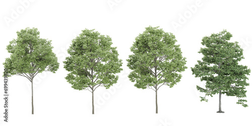field maple,silver trees and shrubs in summer isolated on white background. Forestscape. High quality clipping mask. Forest and green foliage photo