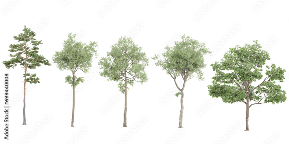 Set of photorealistic 3D rendering of Birch,acer platanoides tree trees with ground shadows, cutout with transparent background, great for digital composition and architecture visualization Set of photorealistic 3D rendering of Birch,acer platanoides tree trees with ground shadows, cutout with transparent background, great for digital composition and architecture visualization