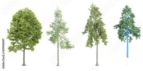 Tilia platyphyllos,pine trees with transparent background, 3D rendering, for illustration, digital composition, architecture visualization photo