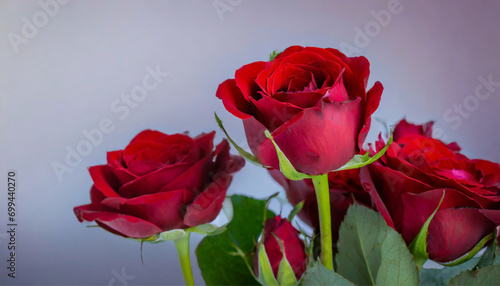  close up beautiful red roses and love petals  with space for text  on a plain gradient background