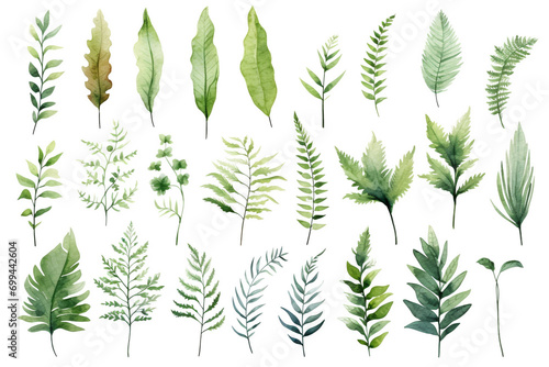 Set Of Watercolor paintings Ferns on white background. 