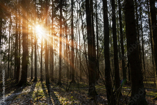 Fototapeta Naklejka Na Ścianę i Meble -  Majestic landscape with morning rays of sun autumn winter trees in dark park forest alley.