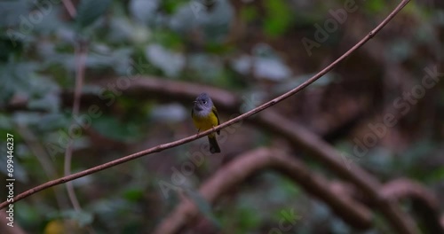 Perched on a small vine while busy looking around as the camera zooms in, Gray-headed Canary-Flycatcher Culicicapa ceylonensis, Thailand photo