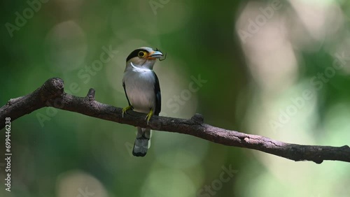 A spider in its mouth perched on a branch in the forest as it looks around, Silver-breasted Broadbill Serilophus lunatus, Thailand photo