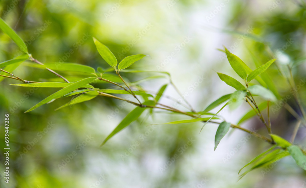 Naklejka premium Background of green bamboo leaves