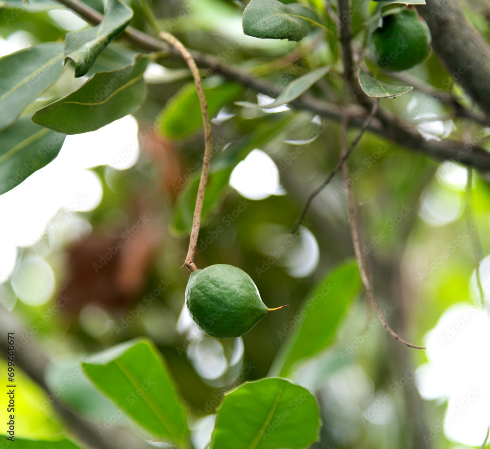 Macadamia nuts hanging on the tree