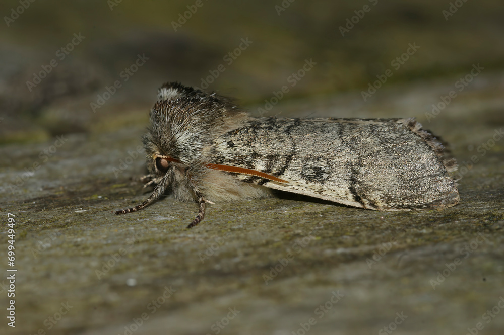 Closeup on the Yellow Horned owlet moth, Achlya flavicornis sitting on wood Closeup on the Yellow Horned owlet moth, Achlya flavicornis sitting on wood