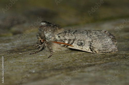 Closeup on the Yellow Horned owlet moth, Achlya flavicornis sitting on wood