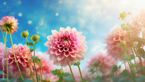 pink dahlias bloom in a field  creating a stunning floral background for banners and designs