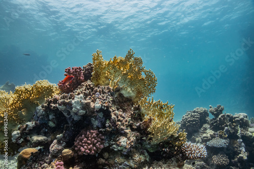 Fototapeta Naklejka Na Ścianę i Meble -  Beautiful Coral Reef Red Sea - Wunderschönes Korallenriff Rotes Meer