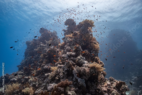 Beautiful Coral Reef Red Sea - Wunderschönes Korallenriff Rotes Meer