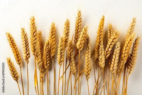 Horizontal wheat ears isolated on a white background. 