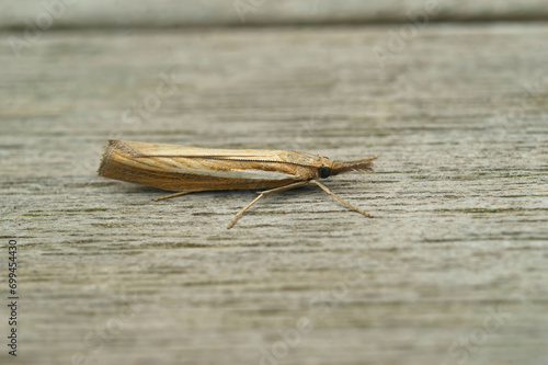 Closeup on a Common Grass-veneer crambid moth, Agriphila tristella sitting on wood photo