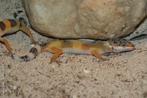 Closeup on a colorful banded Leopard gecko, Eublepharis macularius sitting in a terrarium photo