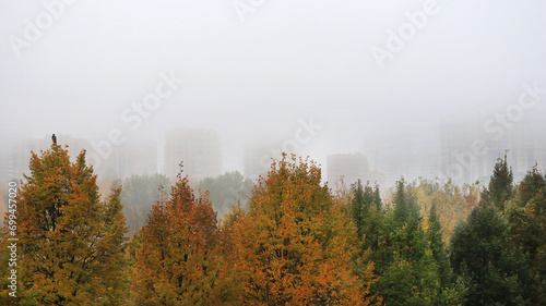 Foggy park landscape
