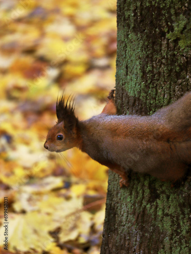 Squirrel in autumn park