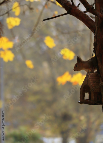 Squirrel on a feeder © Tarzhanova
