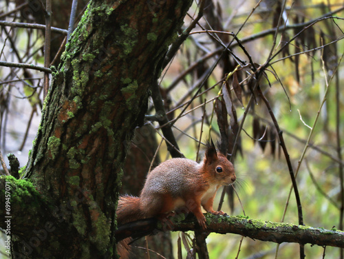 Squirrel sitting on tree © Tarzhanova