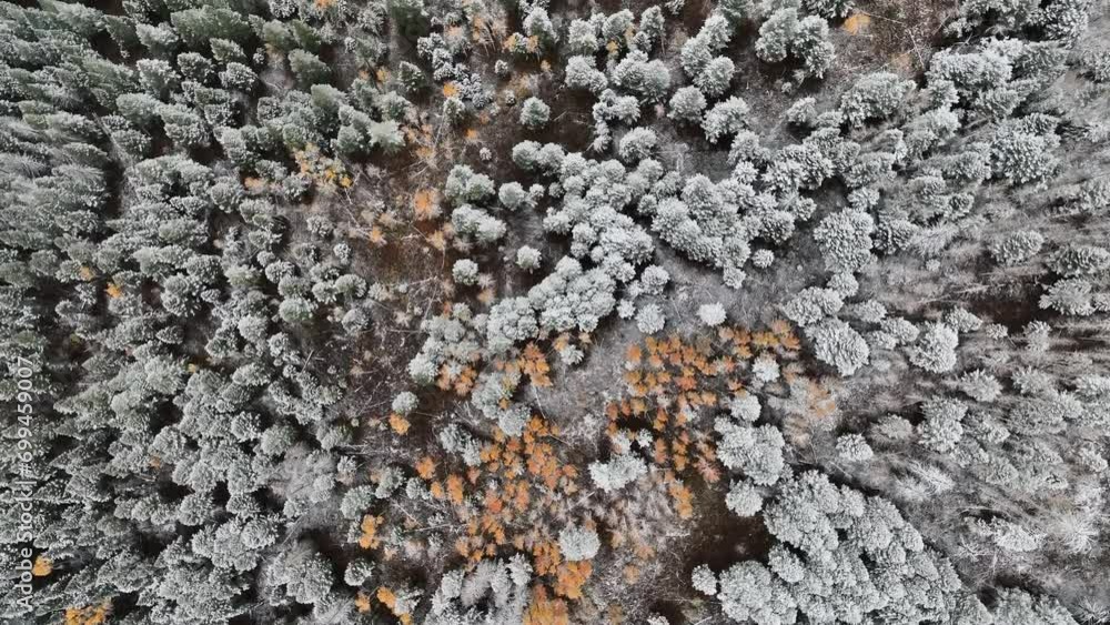 Topdown View Of Snow Covered Trees Over Mountain Of Sawtooth National Forest In Idaho, USA. Aerial Shot Topdown View Of Snow Covered Trees Over Mountain Of Sawtooth National Forest In Idaho, USA. Aerial Shot