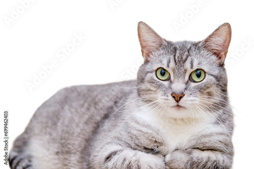 A gray cat with green eyes lies on a beige sofa, portrait, isolated on a white background