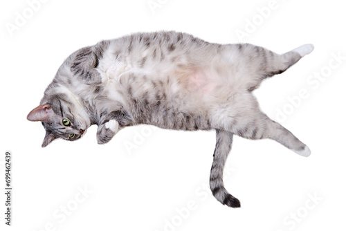 Photography A grey cat is lying on a white blanket on its back with its belly up, isolated on a white background