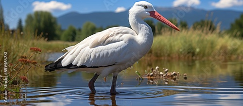 beautiful white stork on the lake with blurred background © MBRAMO