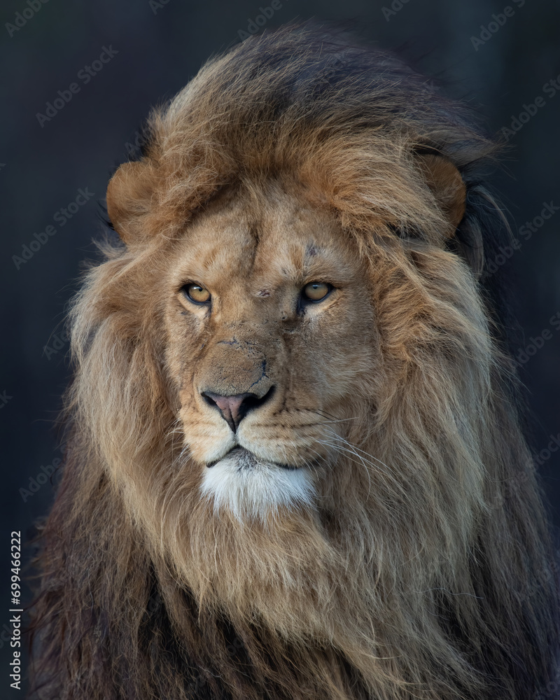 Vertical portrait of an African lion