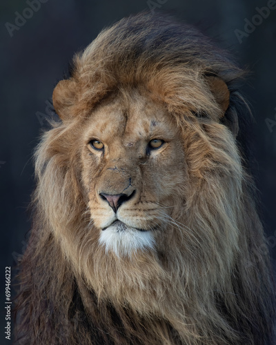 Vertical portrait of an African lion