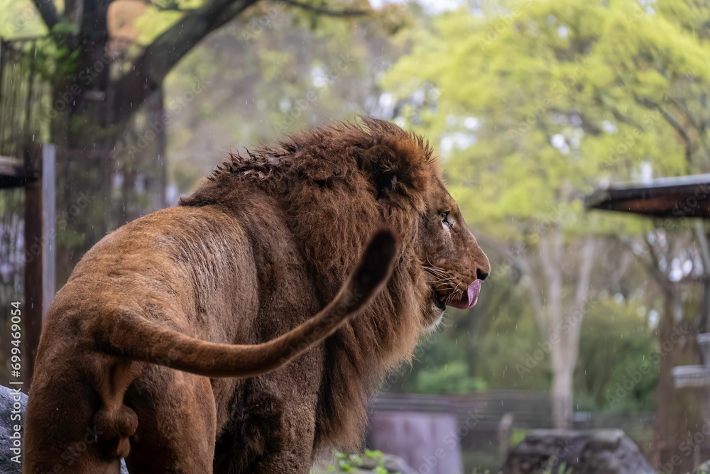 Fototapeta premium 遠くを見つめるライオン
